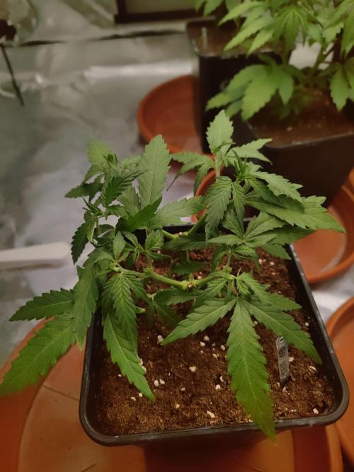 14/14 Kritical GB FEM "GB STRAINS". Week 7