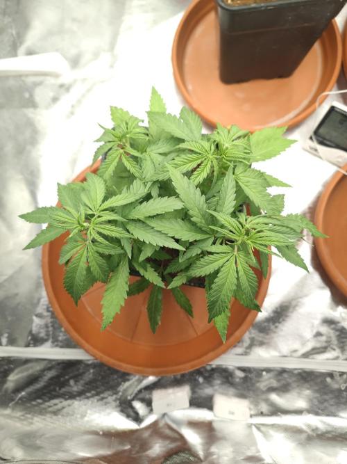 14/14 Kritical GB FEM "GB STRAINS". Week 7