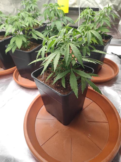 14/14 Kritical GB FEM "GB STRAINS". Week 7