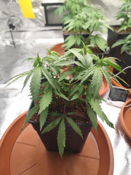 14/14 Kritical GB FEM "GB STRAINS". Week 7
