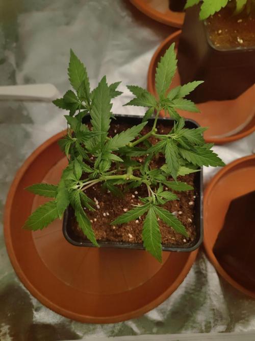 14/14 Kritical GB FEM "GB STRAINS". Week 7