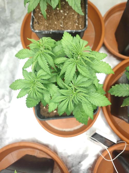 ♂️ Hash Plant REG Sensi Seeds Macho. Week 7