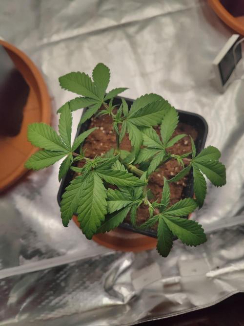 ♂️ Hash Plant REG Sensi Seeds Macho. Week 7