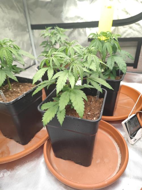 ♂️ Hash Plant REG Sensi Seeds Macho. Week 7