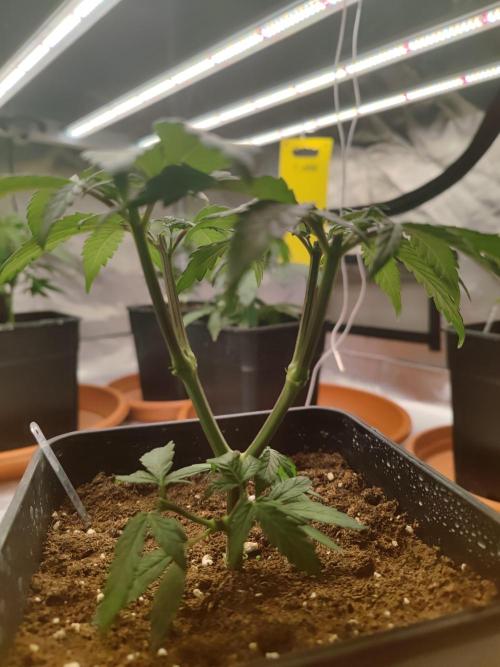 ♂️ Hash Plant REG Sensi Seeds Macho. Week 7
