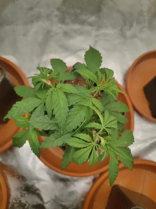 ♂️ Hash Plant REG Sensi Seeds Macho. Week 7