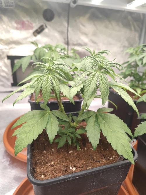 ♂️ Hash Plant REG Sensi Seeds Macho. Week 7