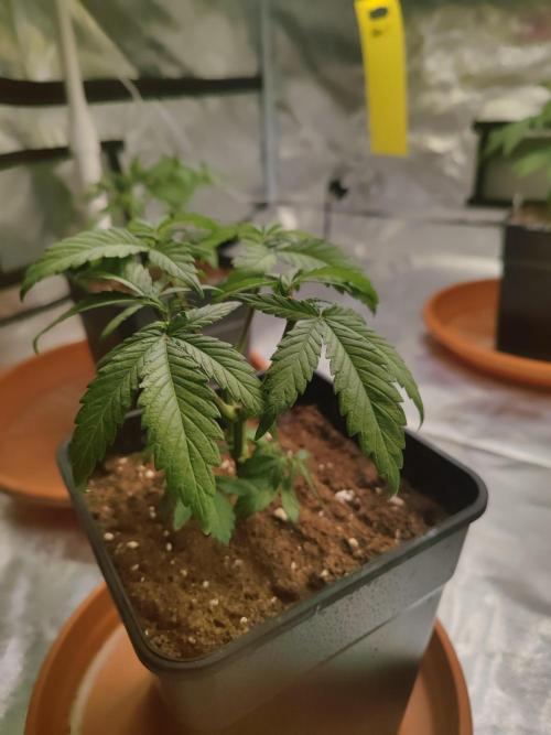 ♂️ Hash Plant REG Sensi Seeds Macho. Week 7