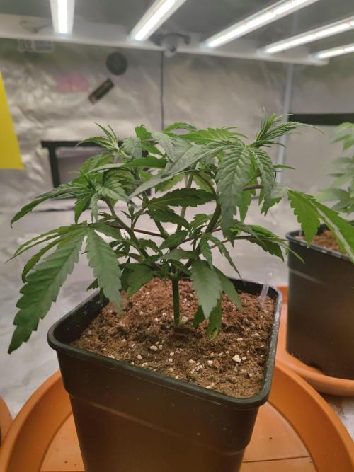 ♂️ Hash Plant REG Sensi Seeds Macho. Week 7