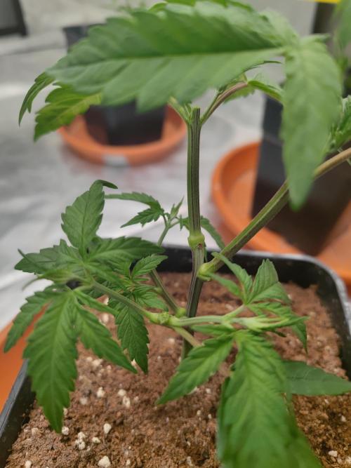 ♂️ Hash Plant REG Sensi Seeds Macho. Week 7