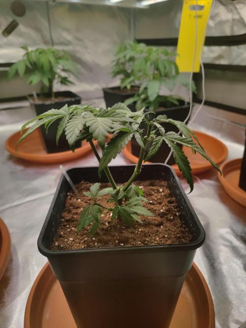 ♂️ Hash Plant REG Sensi Seeds Macho. Week 7