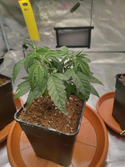♂️ Hash Plant REG Sensi Seeds Macho. Week 7