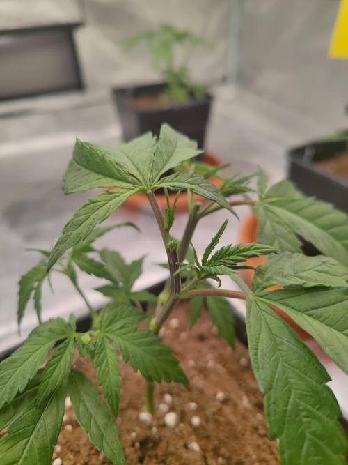 ♂️ Hash Plant REG Sensi Seeds Macho. Week 7