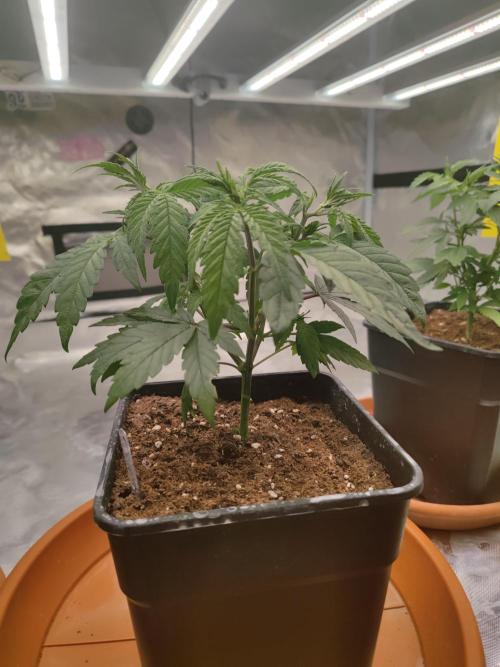 ♂️ Hash Plant REG Sensi Seeds Macho. Week 7