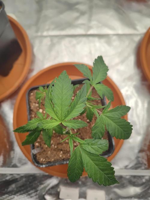 ♂️ Hash Plant REG Sensi Seeds Macho. Week 7