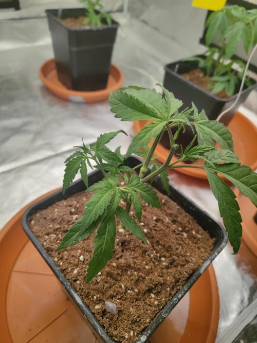 ♂️ Hash Plant REG Sensi Seeds Macho. Week 7