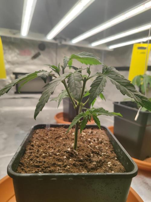 ♂️ Hash Plant REG Sensi Seeds Macho. Week 7
