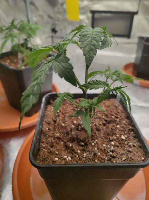 ♂️ Hash Plant REG Sensi Seeds Macho. Week 7