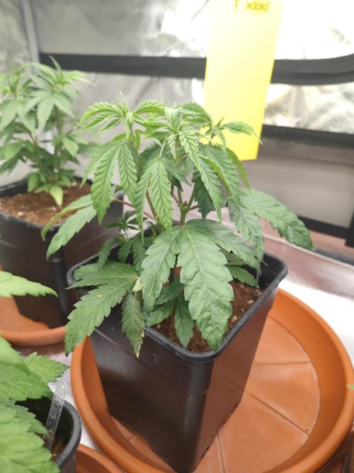 14/14 CRITICAL FEM "GB STRAINS". Week 7