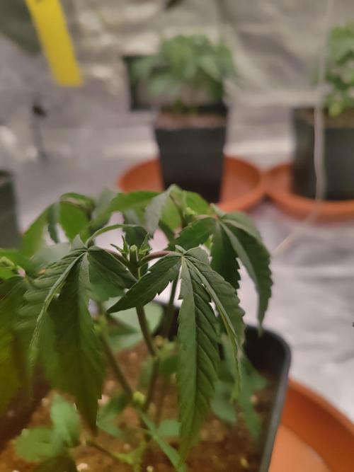 14/14 CRITICAL FEM "GB STRAINS". Week 7