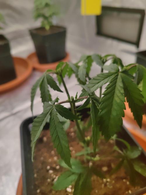 14/14 CRITICAL FEM "GB STRAINS". Week 7