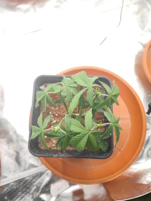 14/14 CRITICAL FEM "GB STRAINS". Week 7
