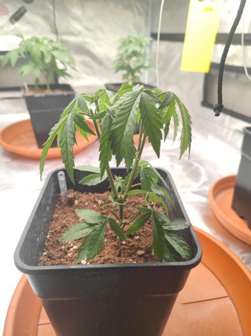 14/14 CRITICAL FEM "GB STRAINS". Week 7