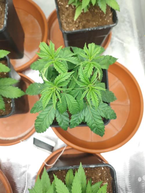 14/14 CRITICAL FEM "GB STRAINS". Week 7