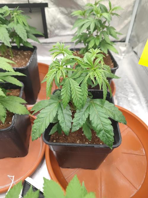 14/14 CRITICAL FEM "GB STRAINS". Week 7
