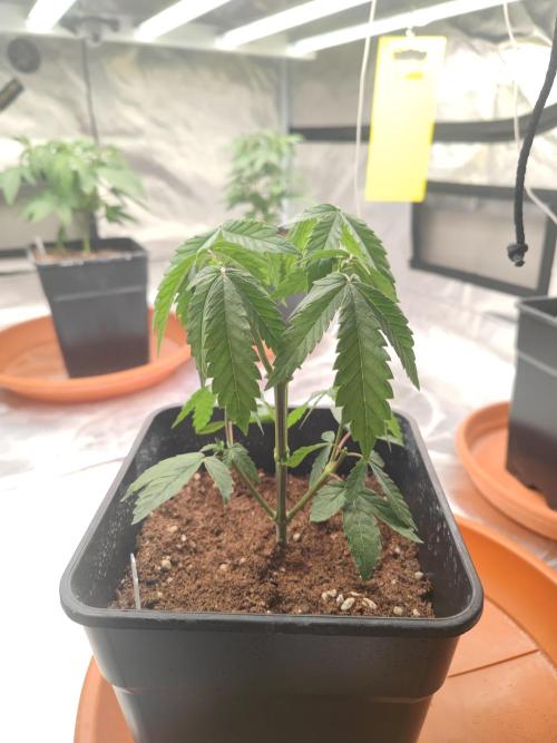 14/14 CRITICAL FEM "GB STRAINS". Week 7