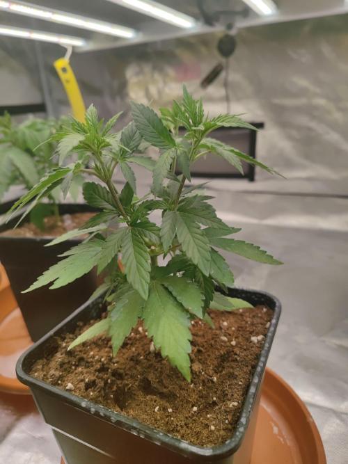 14/14 Oreoz FEM "GB SEEDS". Week 7