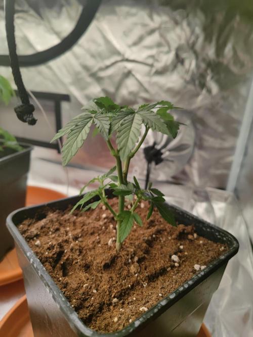 14/14 Oreoz FEM "GB SEEDS". Week 7