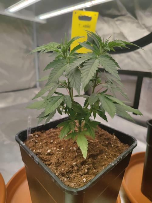 14/14 Oreoz FEM "GB SEEDS". Week 7