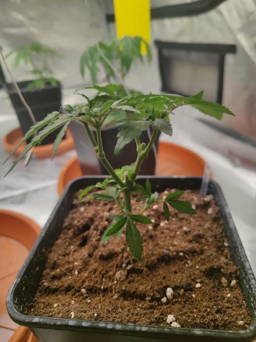 14/14 Oreoz FEM "GB SEEDS". Week 7