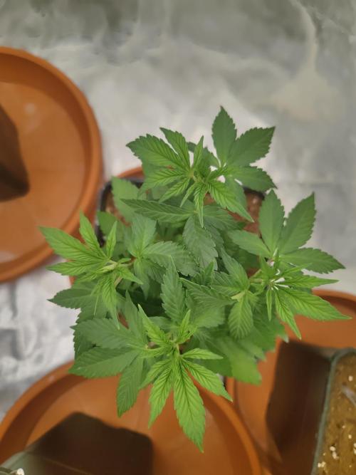 14/14 Oreoz FEM "GB SEEDS". Week 7