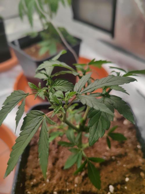 14/14 Oreoz FEM "GB SEEDS". Week 7