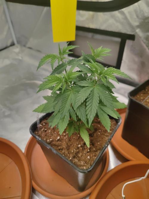 14/14 Oreoz FEM "GB SEEDS". Week 7