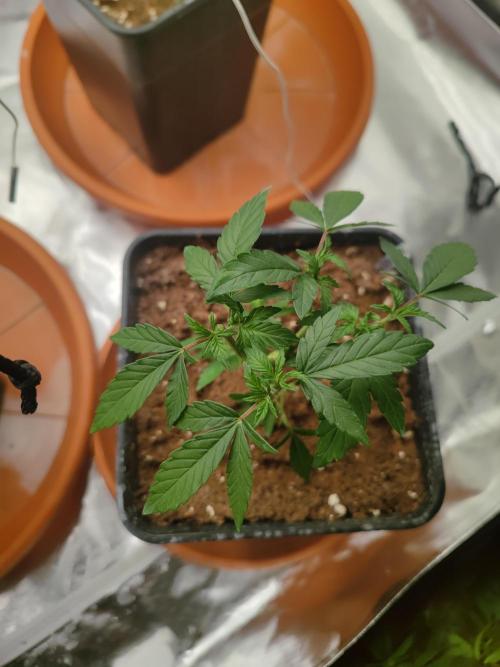 14/14 Oreoz FEM "GB SEEDS". Week 7