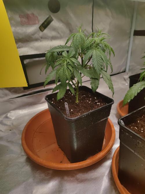 ♂️ Hash Plant REG Sensi Seeds Macho. Week 8