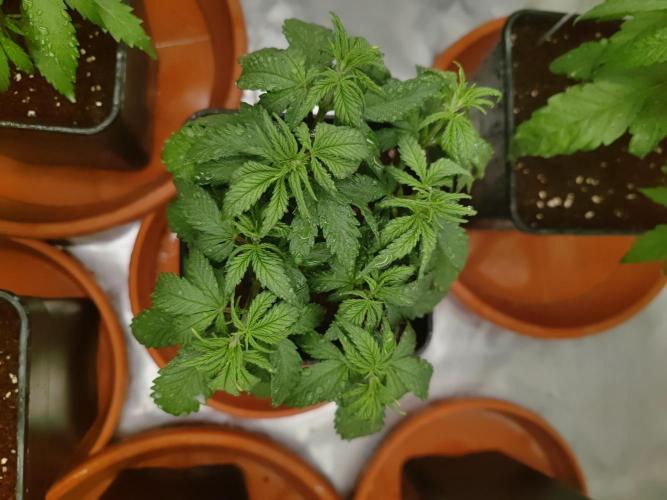 ♂️ Hash Plant REG Sensi Seeds Macho. Week 8
