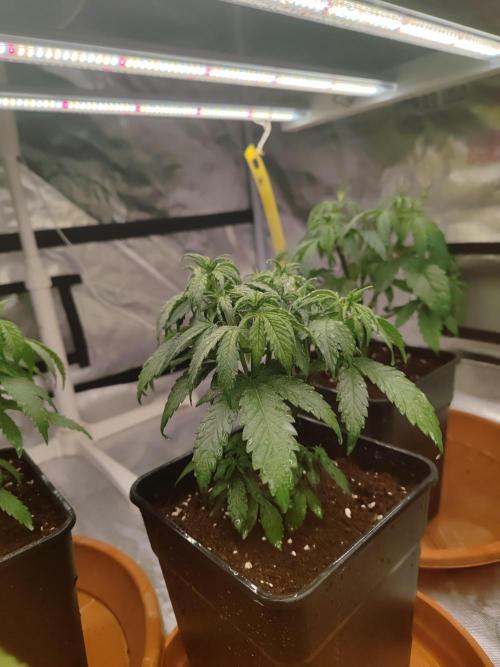 ♂️ Hash Plant REG Sensi Seeds Macho. Week 8