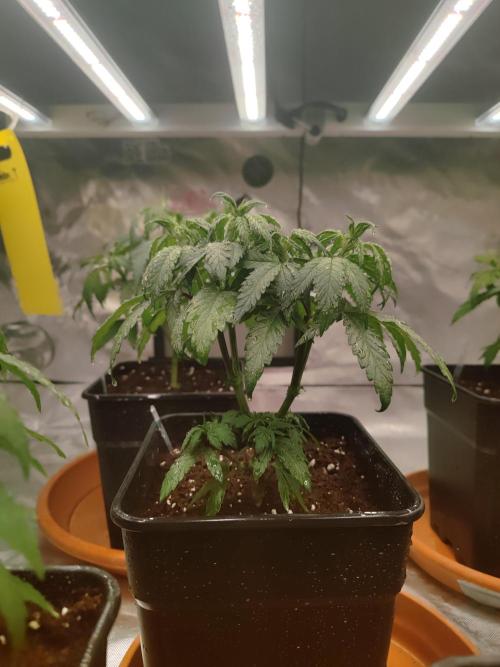 ♂️ Hash Plant REG Sensi Seeds Macho. Week 8