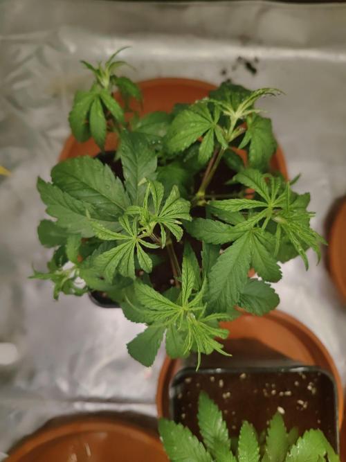 ♂️ Hash Plant REG Sensi Seeds Macho. Week 8