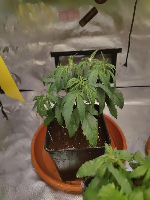 ♂️ Hash Plant REG Sensi Seeds Macho. Week 8