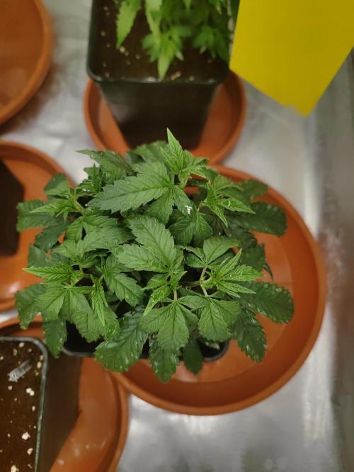 14/14 CRITICAL FEM "GB STRAINS". Week 8