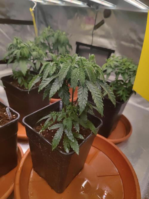 14/14 CRITICAL FEM "GB STRAINS". Week 8