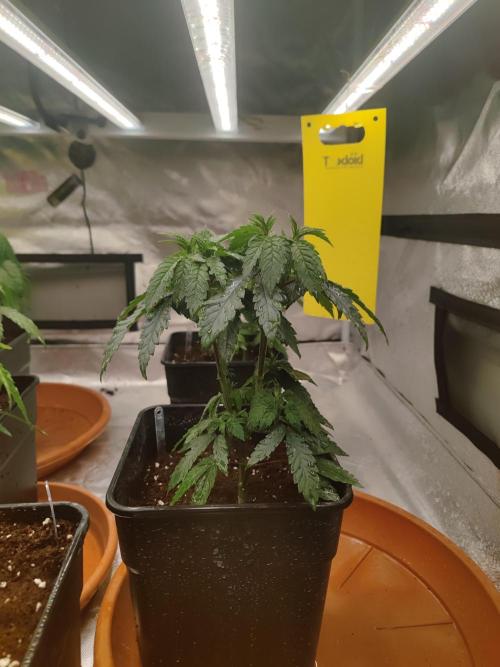 14/14 CRITICAL FEM "GB STRAINS". Week 8