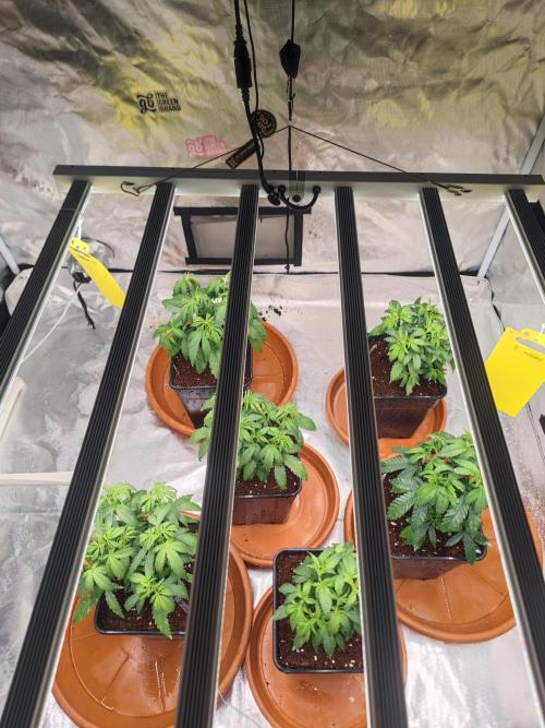 14/14 CRITICAL FEM "GB STRAINS". Week 8