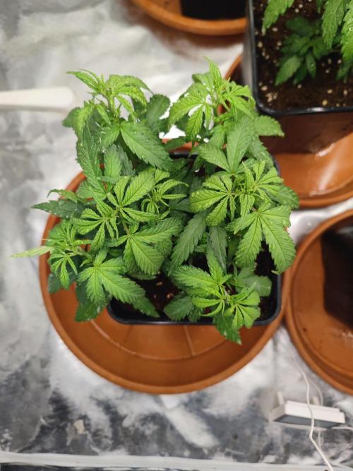 14/14 Kritical GB FEM "GB STRAINS". Week 8