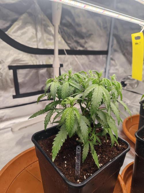 14/14 Kritical GB FEM "GB STRAINS". Week 8